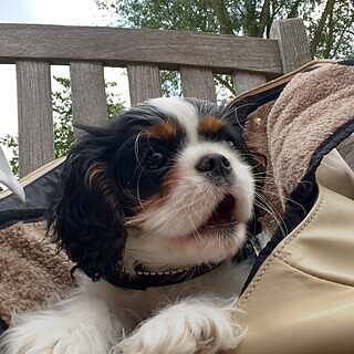 NEW! 'Totes Love You' Dog Carrier