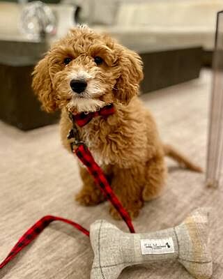 Sand Sheltie Dog Toy