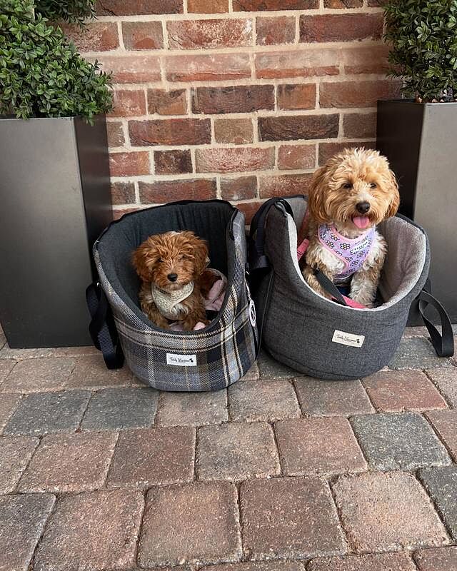 The Belgravia Adjustable Black Plaid Tweed Luxury Dog Carrier