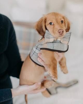 'The Otis' Sand Sheltie Dog Collar