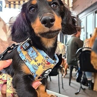 Winnie the Pooh & Bee's: Adjustable Harness