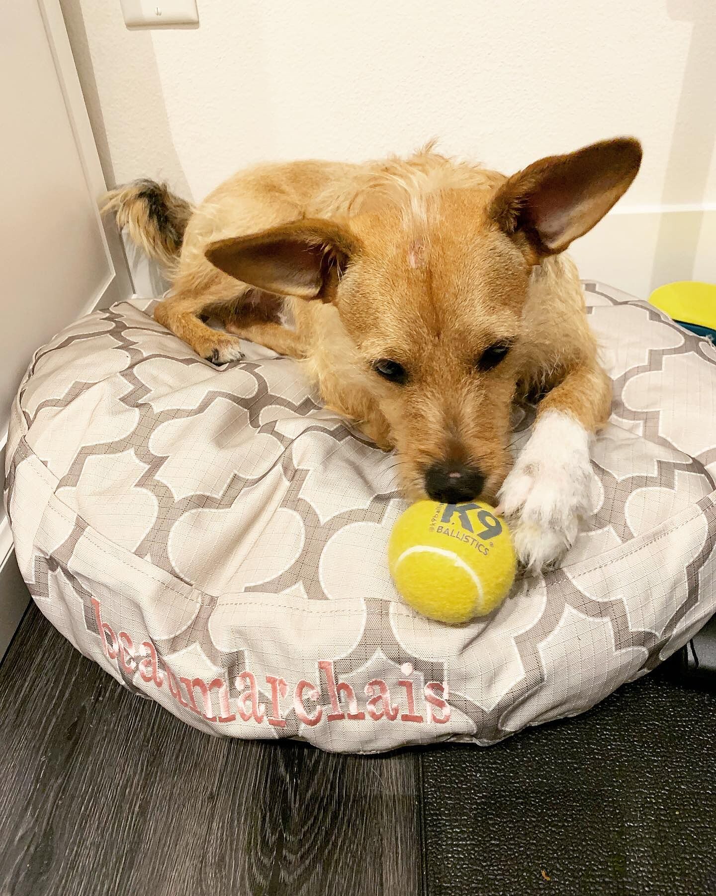 k9 ballistics canada