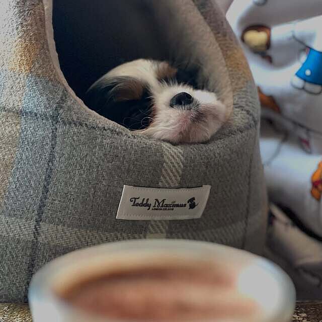 Sand Sheltie Adjustable Plaid Tweed Luxury Dog Carrier