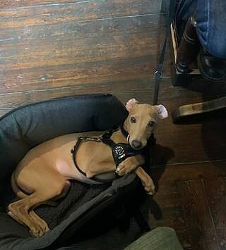 'The Adventurer' Waterproof Adjustable Luxury Dog Carrier