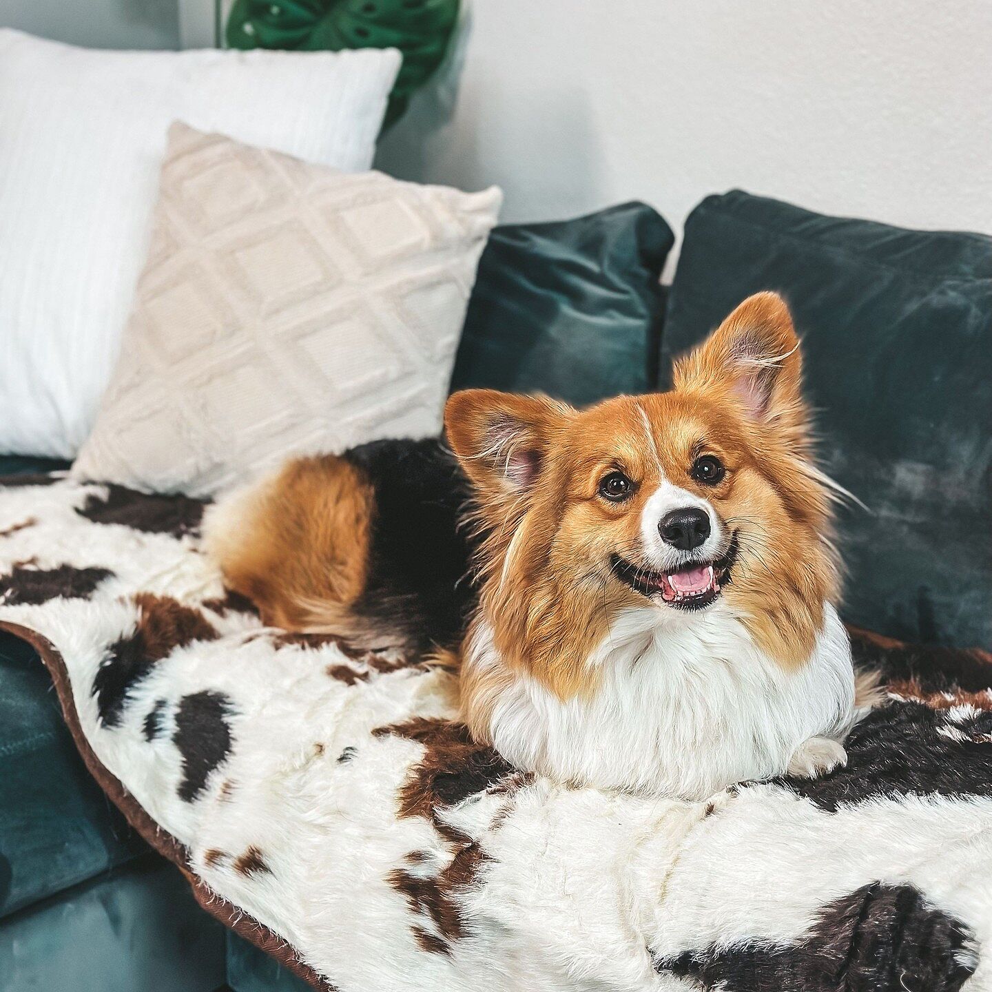 PupProtector™ Dig Blanket for Couch, Charcoal Grey – Paw.com