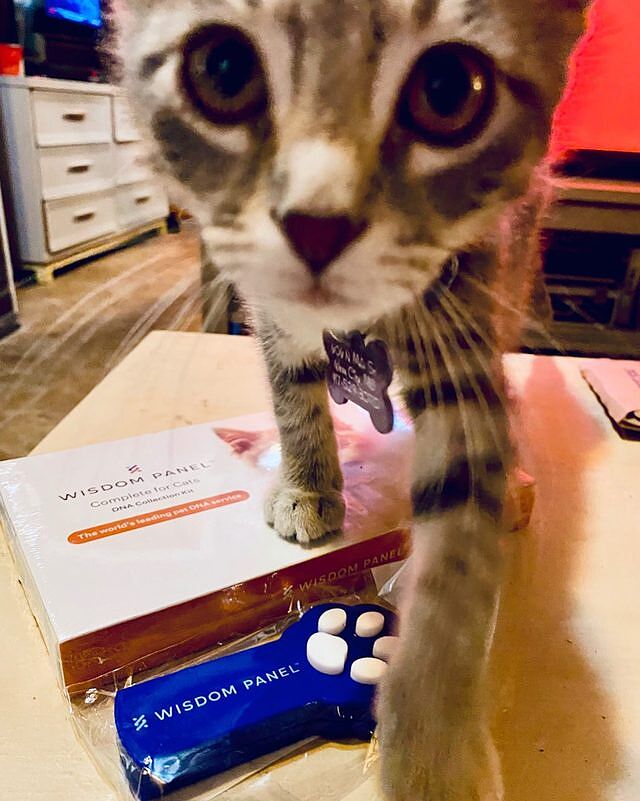 wisdom panel professional