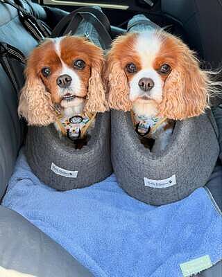 'The James' Charcoal Grey Luxury Dog Carrier