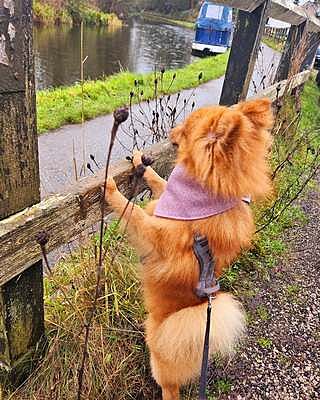 Pink Herringbone Dog Neckerchief