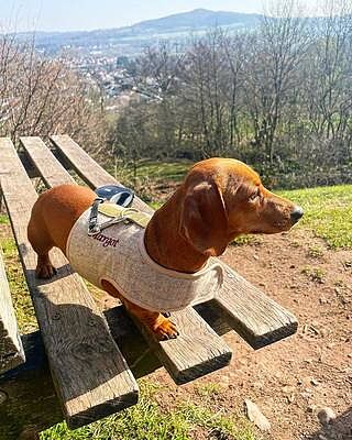 'The Richmond' Biscuit Luxury Dog Harness