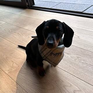 Sand Sheltie Plaid Neckerchief