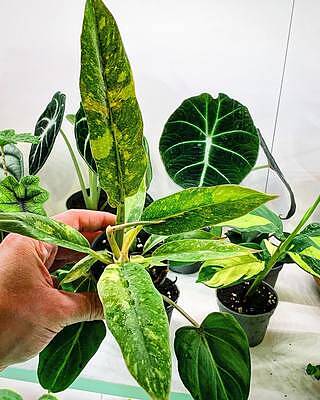 Reserved : Philodendron Ring of fire, outlets Gloriosum and Diffenbachia Reflector