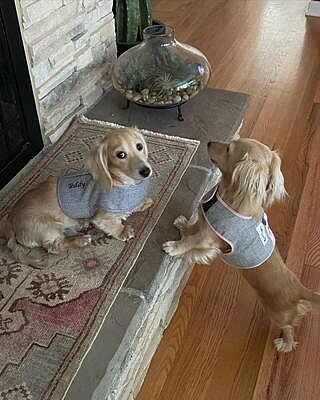 'The Marylebone' Light Grey Luxury Dog Carrier