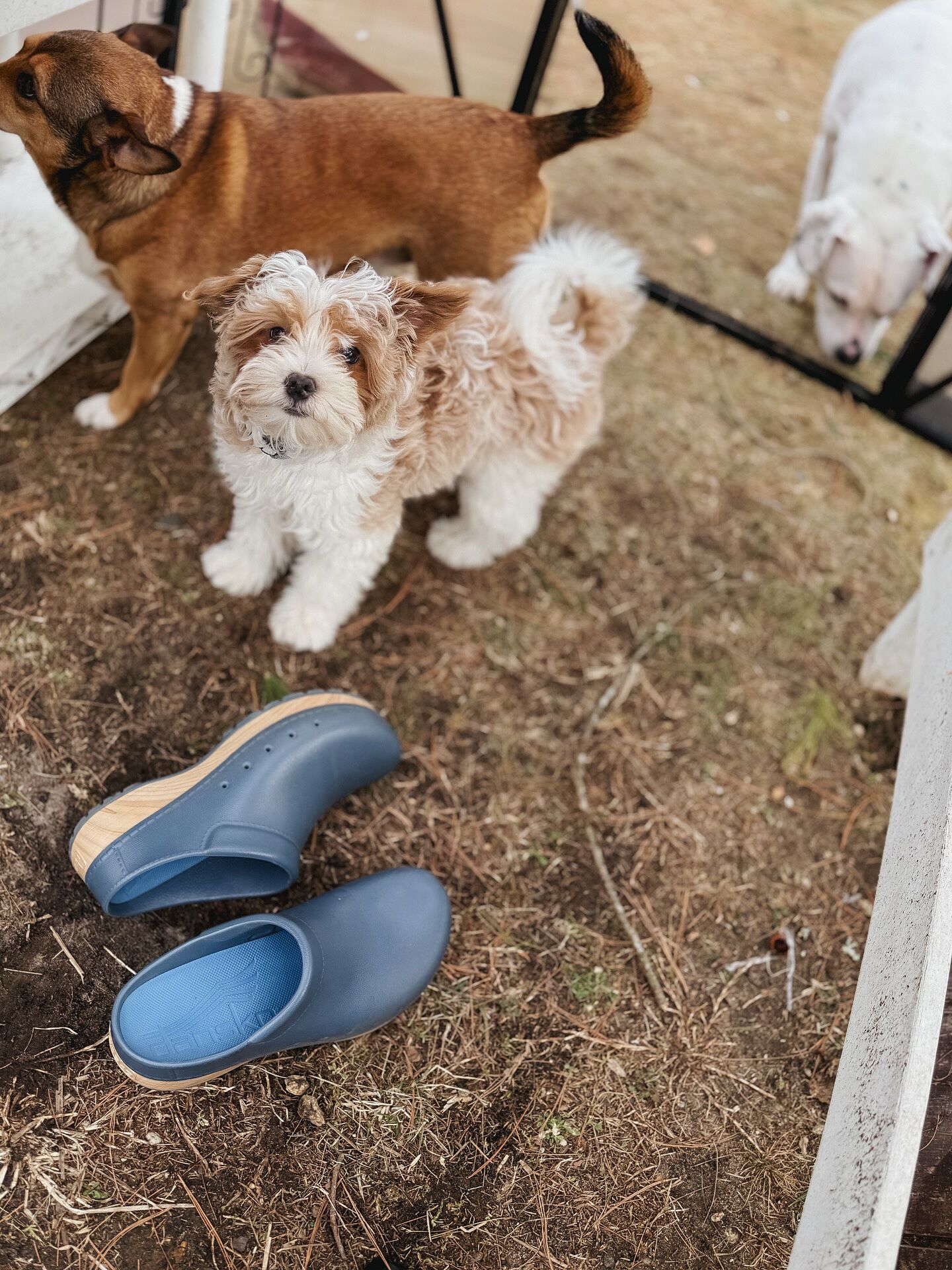 Kane Blue – Dansko