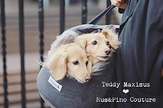 'The Louis' Luxe Grey Velvet Luxury Dog Carrier