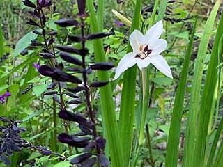 Abyssinian Gladiolus (Acidanthera) | K. van Bourgondien