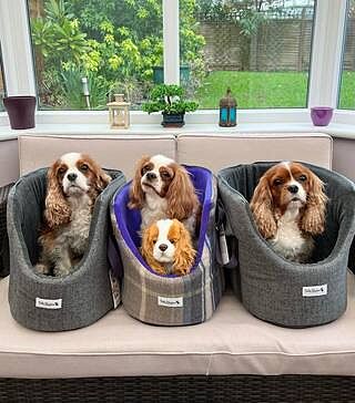 'The James' Charcoal Grey Luxury Dog Carrier