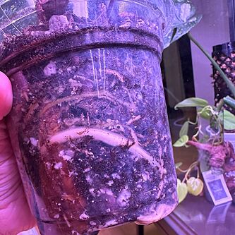 A Guide to Choosing the Best Gritty Mix for Your Cactus - foodsommelier.com