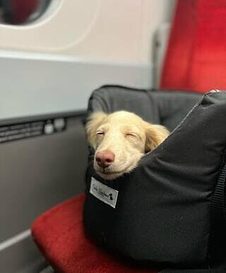 'The Adventurer' Waterproof Adjustable Luxury Dog Carrier