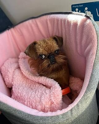 'The Melody' Pink & Grey Luxury Dog Carrier