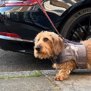 The Cambridge Luxury Dog Harness