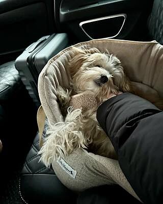 'The Richmond' Biscuit Taupe Beige Luxury Dog Carrier