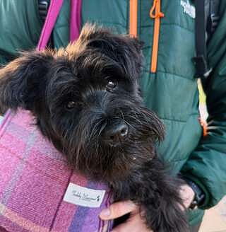 Pink Sheltie Adjustable Plaid Luxury Dog Carrier