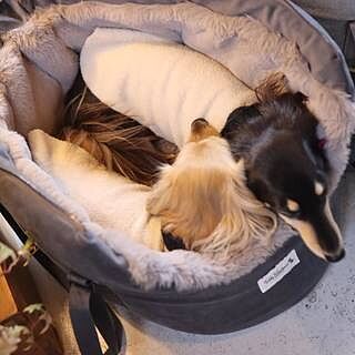 'The Louis' Luxe Grey Velvet Luxury Dog Carrier