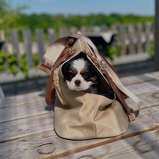 NEW! 'Totes Love You' Dog Carrier