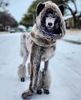 Grey Wolf Faux Fur Hood Acrylic Faux Fur SpiritHoods