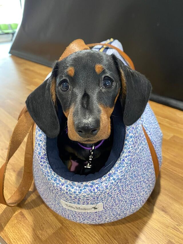 Liberty Print Luxury Adjustable Dog Carrier With Waterproof Base