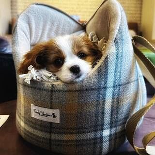 Sand Sheltie Adjustable Plaid Tweed Luxury Dog Carrier