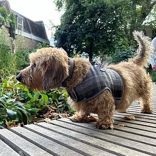 The Cambridge Luxury Dog Harness