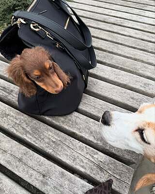 NEW! 'Totes Love You' Dog Carrier