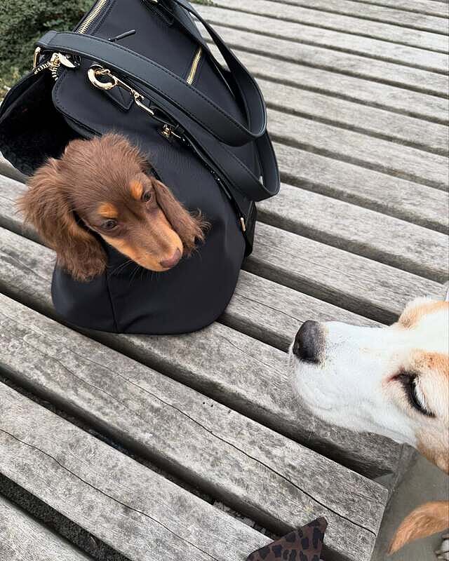 NEW! 'Totes Love You' Dog Carrier