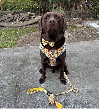 Winnie the Pooh & Bee's: Adjustable Harness