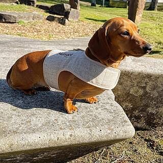 'The Richmond' Biscuit Luxury Dog Harness