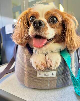 The Cambridge Adjustable Purple Taupe Soft Sided Luxury Dog Carrier