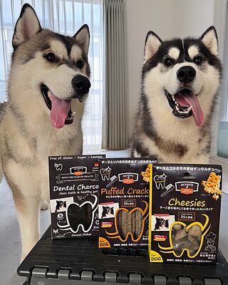 Cheesies チージー-チーズの歯磨きおやつ ｜QCHEFS Japan（キュー