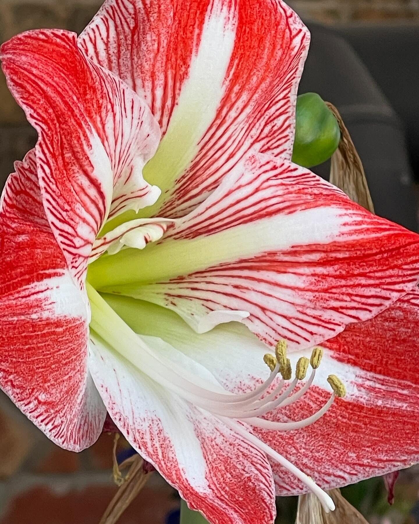 Stargazer Amaryllis – Breck's