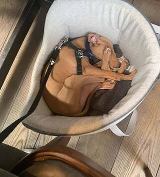 'The Marylebone' Light Grey Luxury Dog Carrier