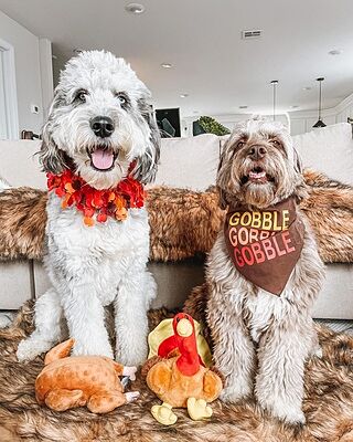 PupRug® Orthopedic Bed + Matching Waterproof Blanket Bundle- Sable Tan