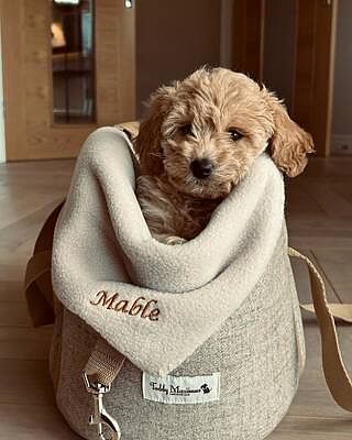 'The Richmond' Biscuit Taupe Beige Luxury Dog Carrier