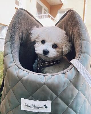 'The Explorer' Quilted Comfort Luxury Dog Carrier