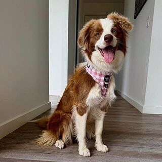 Chocolate Gingham: Adjustable Harness