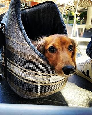 The Belgravia Adjustable Black Plaid Tweed Luxury Dog Carrier