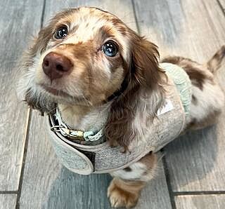 'The Richmond' Biscuit Luxury Dog Harness