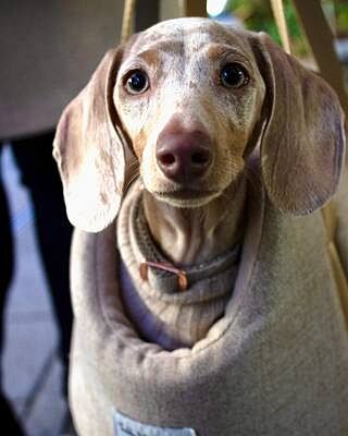 'The Richmond' Biscuit Taupe Beige Luxury Dog Carrier