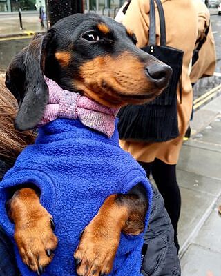 Pink Sheltie Dog Bow Tie