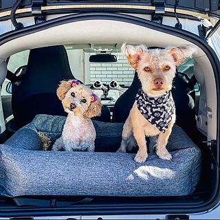 PupProtector™ Memory Foam Dog Car Bed