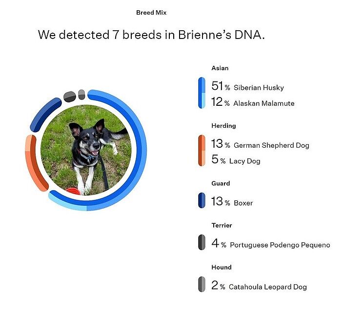 cheap dog dna